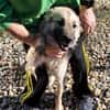 KAIA sucht eine Familie