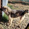 KAIA sucht eine Familie
