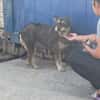 FELINE - sucht ihre Menschen