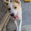 IDEFIX