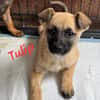 Tulip sucht ihre Menschen