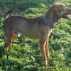 Bracken-Mix Sisco ist ein Sonnenschein!