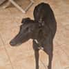 PEPA (retour à l’adoption)