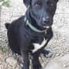 Mickey war ein Kettenhund