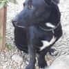 Mickey war ein Kettenhund