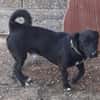Mickey war ein Kettenhund