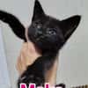 Moka