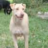 PHOENIX Croisée Labrador Femelle