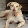 PHOENIX Croisée Labrador Femelle