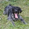 PEPPER