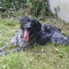PEPPER