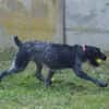 PEPPER
