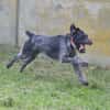 PEPPER