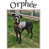 Orphée