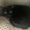 SAFA [FIV+]