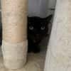 SAFA [FIV+]