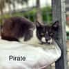 PIRATE