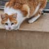 KITTY