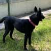 Yuzu dit Black