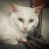 White Spirit