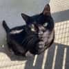 blacky