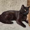 REGLISSE
