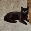 REGLISSE