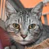 MINOU