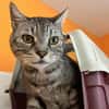MINOU