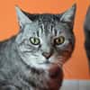MINOU