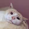 Coton