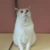 Coton