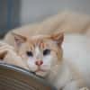 Coton