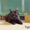 Tigrou