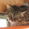 ARAMIS