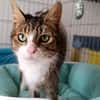 Myrtille