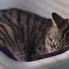 MUEZZA