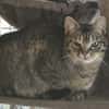 MINET