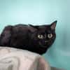 LILOU