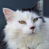 Choupette