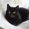 Phoebe