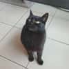 Phoebe