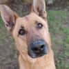 ARKO