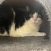Zorro CT FIV +