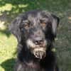 FIDO