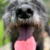 FIDO