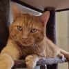 HERCULE