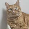 HERCULE