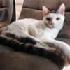 BLANCO (RESERVE)