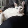 BLANCO (RESERVE)